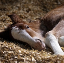 Clydesdale