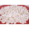 new crop chinese snow white pumpkin seeds 13cm