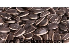 new crop Inner Mongolia Sunflower seeds 5009