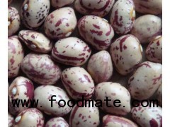 2012 CROP LIGHT SPECKLED KIDNEY BEANS