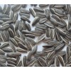 new crop chinese black sunflower seeds 5009