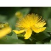 St John's wort Extract