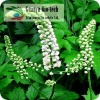 Black Cohosh Extract