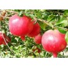 Pomegranate rind extract