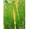 Horsetail Extract