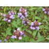 Huachengbio Prunella Vulgaris Extract