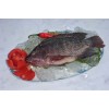 Tilapia Whole Round