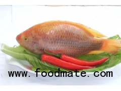 Red Tilapia Whole Round