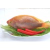 Red Tilapia Whole Round