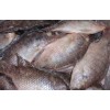 Sell black tilapia