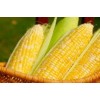 HIGH QUALITY DRY  CORN