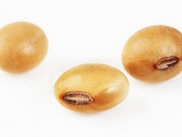 soybean