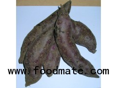 Purple Sweet Potato