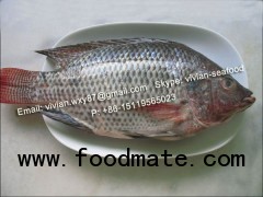 Frozen Black Tilapia Whole Round / TILAPIA ENTIER CONGELÉ