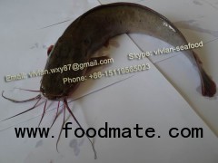 Frozen Catfish / Poisson Chat / Barge (Clarias fuscus)