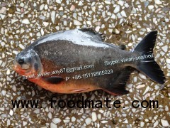 Frozen Red Pomfret Fish / Red Pacu