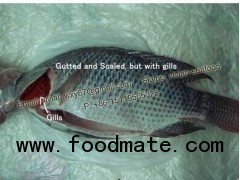 Frozen Black Tilapia Fish Gutted and Scaled
