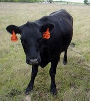 cattle