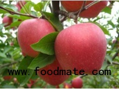 RED STAR APPLE