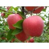 RED STAR APPLE