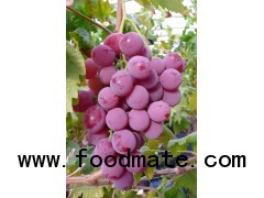 RED GLOBAL GRAPE