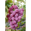 RED GLOBAL GRAPE