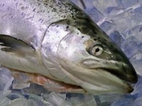 farmed salmon