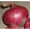 fresh red onions for sale