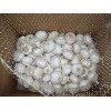 chinese garlic fresh normal white