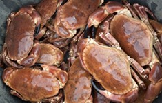 brown crab