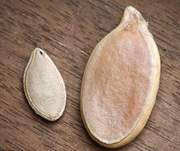 pumpkin seed