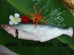 Whole Pangasius