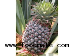 Fresh Pineapple