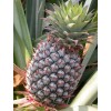 Fresh Pineapple