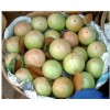 Fresh Star Apple Fruit