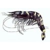 frozen black tiger shrimp