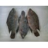 frozen nile tilapia