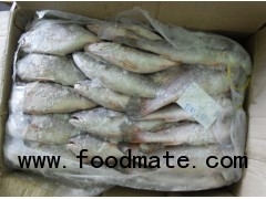 frozen croaker fish