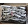 horse mackerel