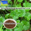 Centella Asiatica Extract( Asiaticoside)