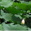 Lotus Leaf P.E.