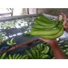 fresh green Banana