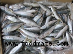 Horse Mackerel