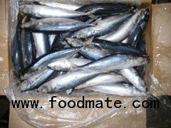 Pacific Mackerel