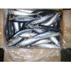 Pacific Mackerel