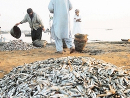 Pakistan seafood