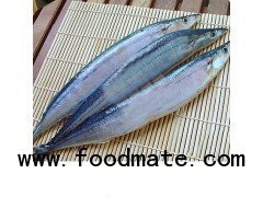 pacific saury