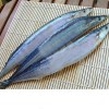 pacific saury