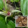 Stemonae Extract