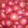 Fresh Red Indian Onion